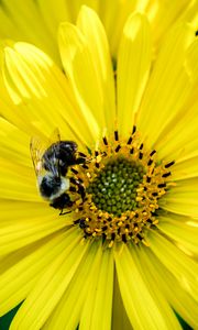 Preview wallpaper flower, yellow, petals, bumblebee, insect, macro