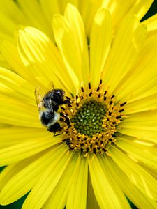 Preview wallpaper flower, yellow, petals, bumblebee, insect, macro