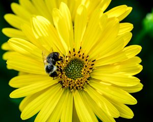 Preview wallpaper flower, yellow, petals, bumblebee, insect, macro