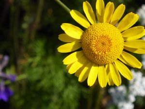 Preview wallpaper flower, yellow, petals