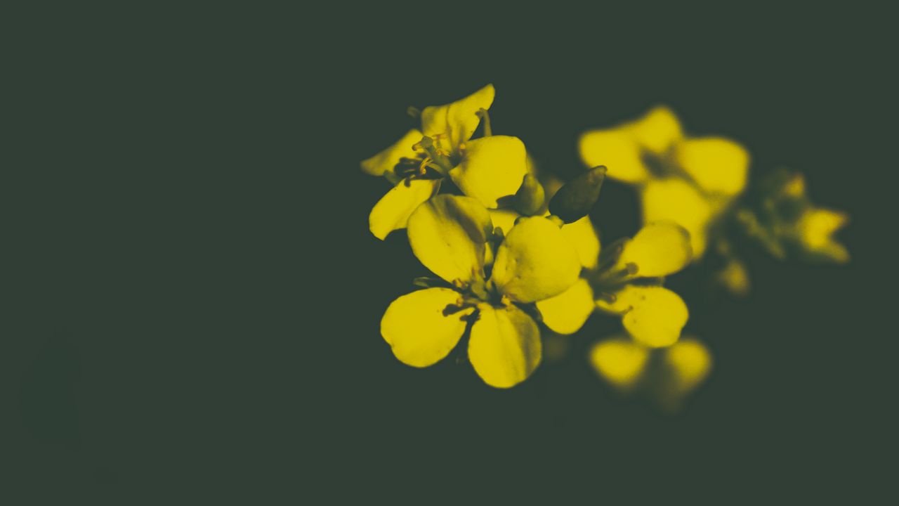 Wallpaper flower, yellow, petals