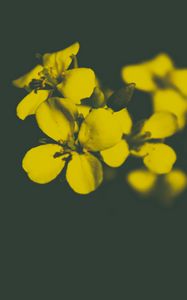 Preview wallpaper flower, yellow, petals