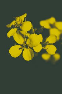 Preview wallpaper flower, yellow, petals