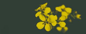 Preview wallpaper flower, yellow, petals