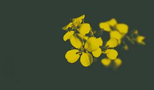 Preview wallpaper flower, yellow, petals