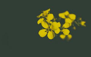 Preview wallpaper flower, yellow, petals