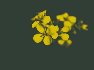 Preview wallpaper flower, yellow, petals