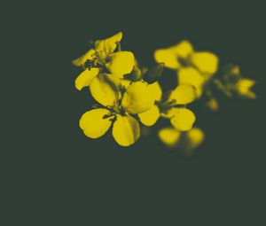 Preview wallpaper flower, yellow, petals