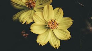 Preview wallpaper flower, yellow, petals