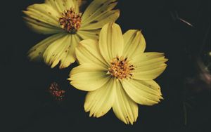 Preview wallpaper flower, yellow, petals