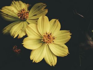 Preview wallpaper flower, yellow, petals