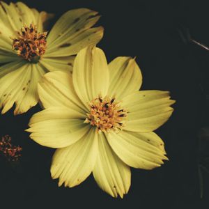 Preview wallpaper flower, yellow, petals