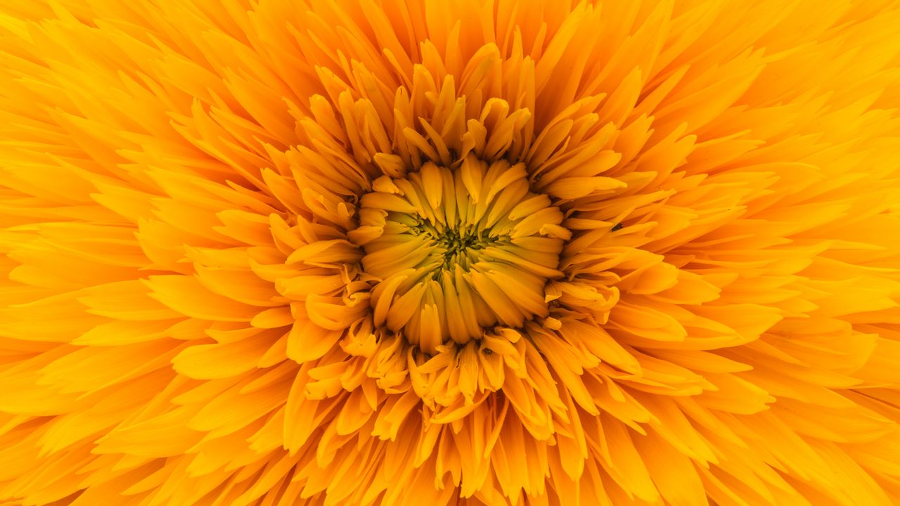Wallpaper flower, yellow, petals, sunshine flower, close-up