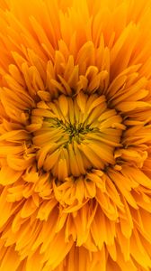 Preview wallpaper flower, yellow, petals, sunshine flower, close-up