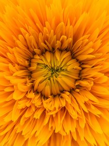 Preview wallpaper flower, yellow, petals, sunshine flower, close-up