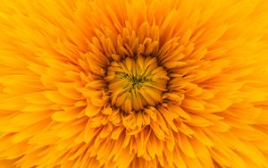 Preview wallpaper flower, yellow, petals, sunshine flower, close-up