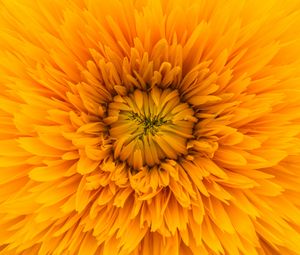 Preview wallpaper flower, yellow, petals, sunshine flower, close-up