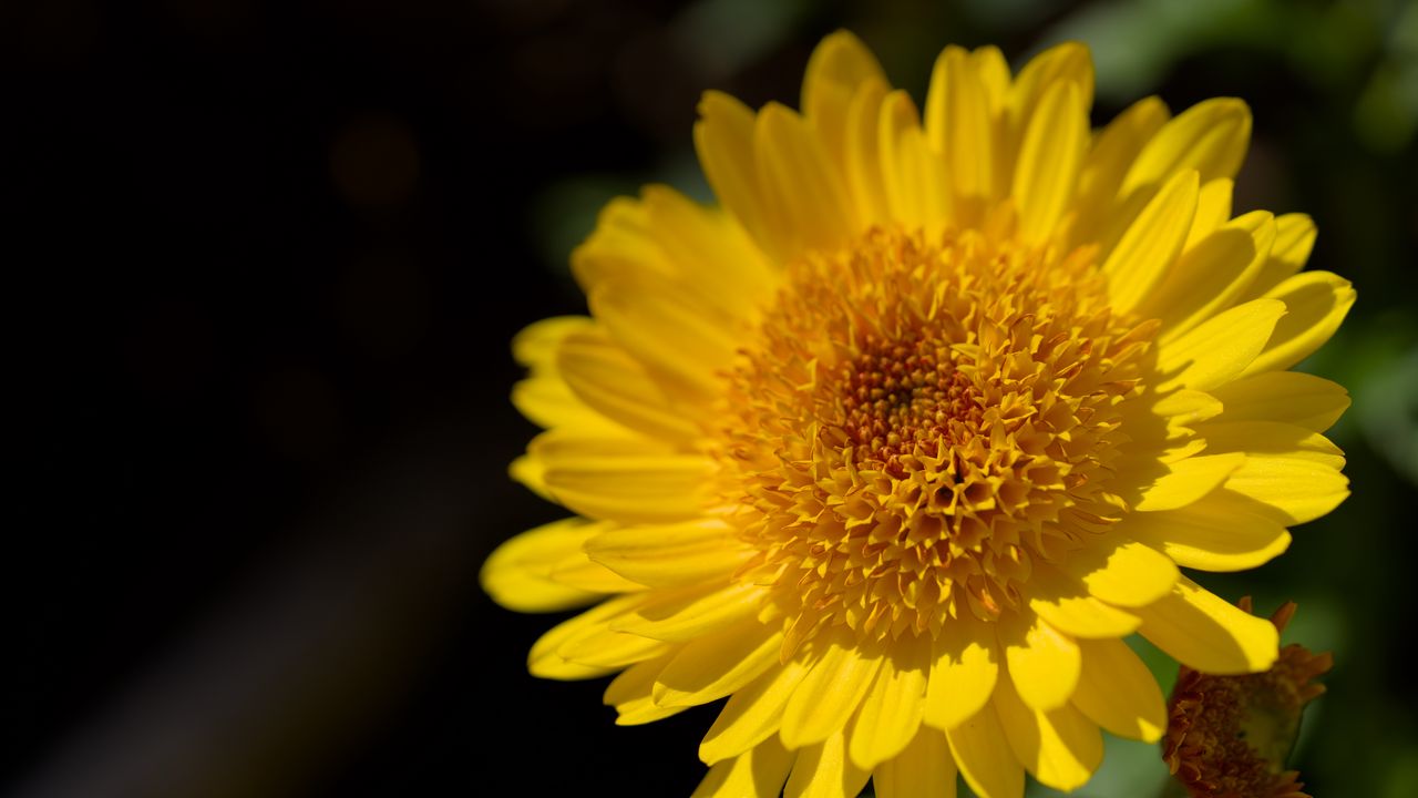 Wallpaper flower, yellow, petals, macro