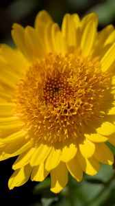 Preview wallpaper flower, yellow, petals, macro