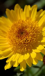 Preview wallpaper flower, yellow, petals, macro