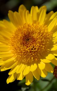 Preview wallpaper flower, yellow, petals, macro