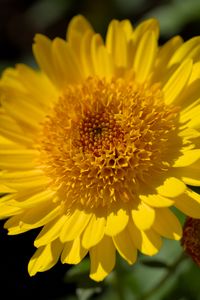 Preview wallpaper flower, yellow, petals, macro