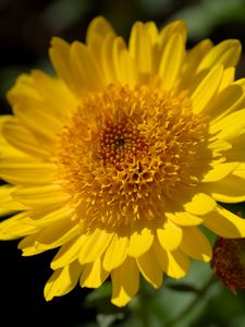 Preview wallpaper flower, yellow, petals, macro