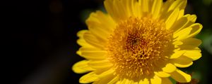 Preview wallpaper flower, yellow, petals, macro