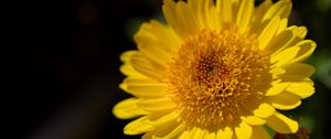 Preview wallpaper flower, yellow, petals, macro