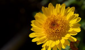 Preview wallpaper flower, yellow, petals, macro
