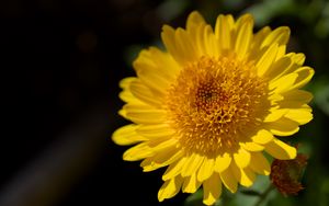 Preview wallpaper flower, yellow, petals, macro