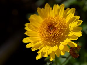 Preview wallpaper flower, yellow, petals, macro