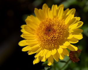 Preview wallpaper flower, yellow, petals, macro