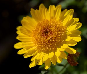 Preview wallpaper flower, yellow, petals, macro