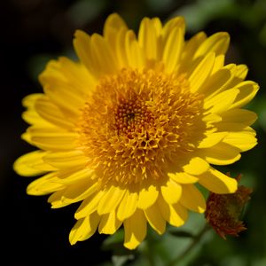 Preview wallpaper flower, yellow, petals, macro