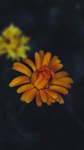 Preview wallpaper flower, yellow, petals, bloom