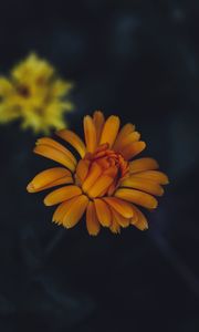 Preview wallpaper flower, yellow, petals, bloom
