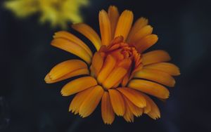 Preview wallpaper flower, yellow, petals, bloom