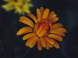 Preview wallpaper flower, yellow, petals, bloom