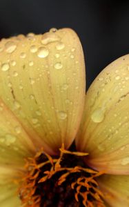 Preview wallpaper flower, yellow, petals, drops, dew