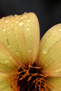 Preview wallpaper flower, yellow, petals, drops, dew