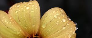 Preview wallpaper flower, yellow, petals, drops, dew