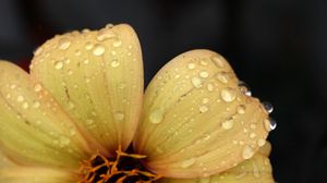 Preview wallpaper flower, yellow, petals, drops, dew