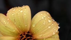 Preview wallpaper flower, yellow, petals, drops, dew