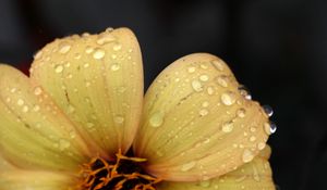 Preview wallpaper flower, yellow, petals, drops, dew