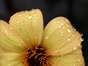 Preview wallpaper flower, yellow, petals, drops, dew