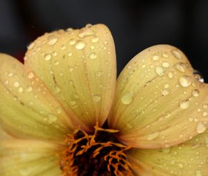 Preview wallpaper flower, yellow, petals, drops, dew