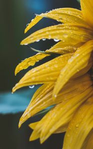 Preview wallpaper flower, yellow, petals, dew, drops