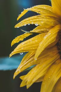 Preview wallpaper flower, yellow, petals, dew, drops