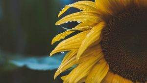 Preview wallpaper flower, yellow, petals, dew, drops